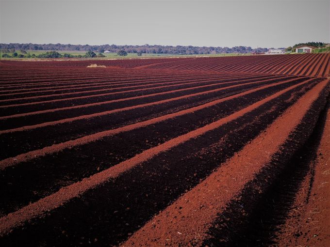 Ploughed Field. Bundaberg. 
© Judith Duquemin 2018
